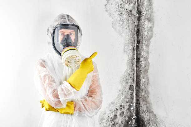 Why You Should Choose Our Mold Remediation Services in Shiloh, PA