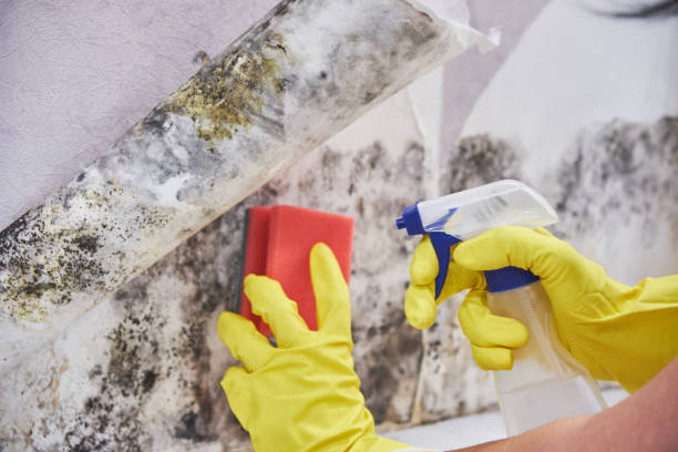 Best Environmental Consulting for Mold Prevention in Shiloh, PA